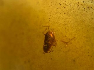 unique roach larva Burmite Myanmar Burmese Burma Amber insect fossil dinosaur ag 3