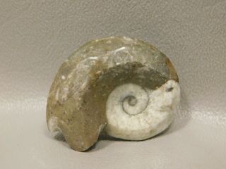 Ammonite Goniatite Fossil Small 1.  4 Inch Devonian Period Morocco 6