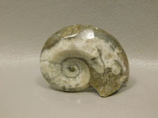 Ammonite Goniatite Fossil Small 1.  4 inch Devonian Period Morocco 6 3