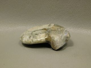Ammonite Goniatite Fossil Small 1.  4 inch Devonian Period Morocco 6 5