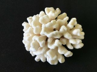 Large Natural White Dried Coral Ocean Specimen Aquarium Decor 7 X 8