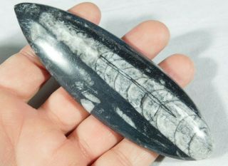 A Polished 400 Million Year Old Orthoceras Fossil Found In Morocco 97.  6gr