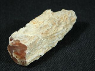 A Small Polished Texas Springs Petrified Wood Fossil From Nevada 40.  3gr