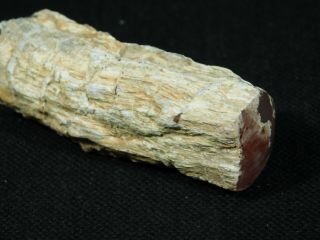 A Small Polished Texas Springs Petrified Wood Fossil From Nevada 40.  3gr 5