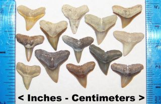 13 Jewelry Quality Miocene Epoch Florida Fossilized Bull Shark Teeth Tooth