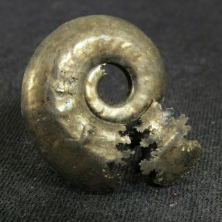 1in (2.  5cm) Fine Shine Pyrite Ammonite Lunuloceras Jurassic Callovian Russian