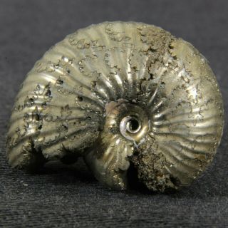 0.  9in (2.  4cm) Shine Pyrite Ammonite Funiferites Jurassic Callovian Russia