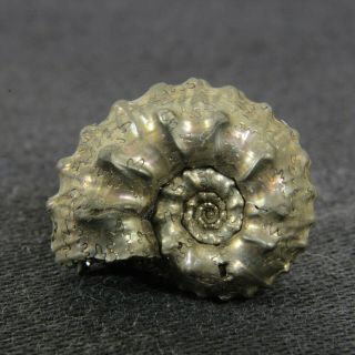 0.  7in (1.  7cm) Shine Pyrite Ammonite Kosmoceras Jurassic Callovian Russian