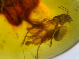 big pygmy sand cricket Burmite Myanmar Burma Amber insect fossil dinosaur age 2