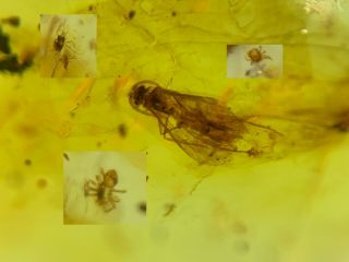 Moth&2 Flies&tick&spider Burmite Myanmar Burma Amber Insect Fossil Dinosaur Age