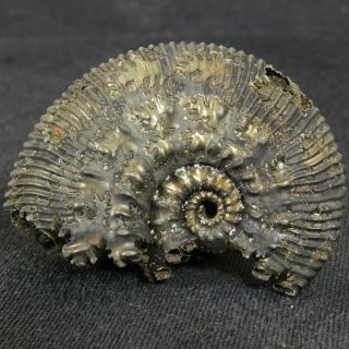1.  6in (4.  0cm) 17g Pyritized Ammonite Kosmoceras Jurassic Callovian Russian Fossil