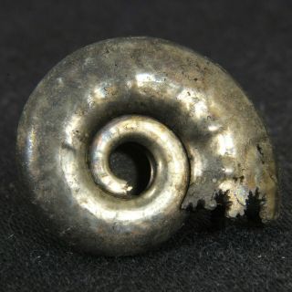 0.  9in (2.  2cm) Fine Shine Pyrite Ammonite Brightia Jurassic Callovian Russian