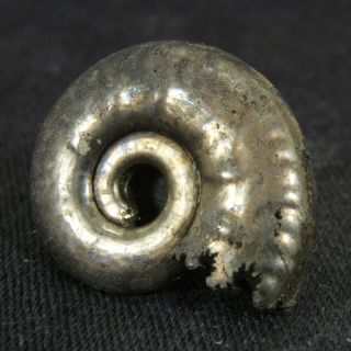 0.  9in (2.  2cm) fine shine pyrite Ammonite Brightia Jurassic Callovian Russian 3