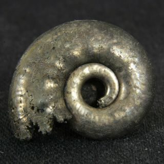 0.  9in (2.  2cm) fine shine pyrite Ammonite Brightia Jurassic Callovian Russian 4