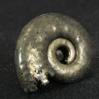 0.  9in (2.  2cm) fine shine pyrite Ammonite Brightia Jurassic Callovian Russian 5