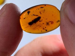 0.  7g Unknown Beetle&fly Burmite Myanmar Burmese Amber Insect Fossil Dinosaur Age