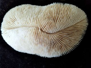 Real Slipper Tongue Mushroom Sea Coral Shell Natural Specimen 9.  5 " L White