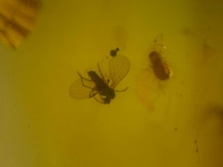 Small Mosquito&beetle Burmite Myanmar Burmese Amber Insect Fossil Dinosaur Age