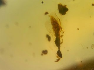 Hymenoptera Wasp Hornet Burmite Myanmar Burma Amber Insect Fossil Dinosaur Age