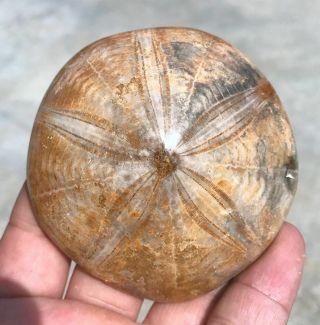 174g Rare Sea Urchin Star Fish Fossil Sand Dollar - - - Madagascar B757