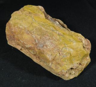 A Big 225 Million Year Old Dark Yellow Petrified Wood Fossil Arizona 688gr E