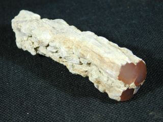 A Small Polished Texas Springs Petrified Wood Fossil From Nevada 60.  2gr 2