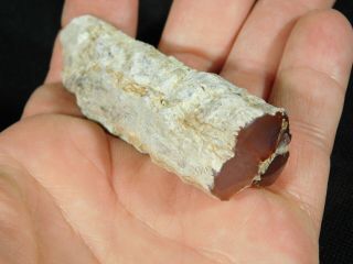 A Small Polished Texas Springs Petrified Wood Fossil From Nevada 60.  2gr 3