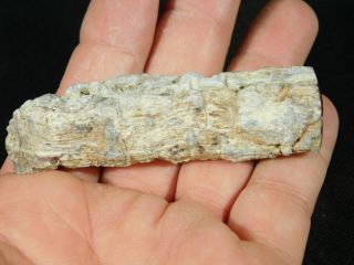 A Small Polished Texas Springs Petrified Wood Fossil From Nevada 60.  2gr 4