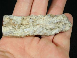 A Small Polished Texas Springs Petrified Wood Fossil From Nevada 60.  2gr 5