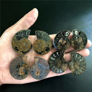 115.  2g Natural Black Cretaceous Ammonite Fossil Sliced Mineral Specimen E1453