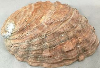 Natural 9 inch Red Abalone Shell Seashell seashells shells Large 1 Lbs 5 Oz 2