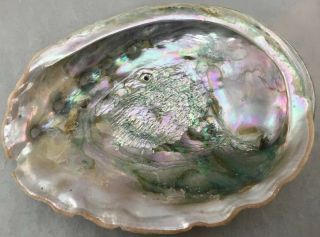 Natural 9 inch Red Abalone Shell Seashell seashells shells Large 1 Lbs 5 Oz 3