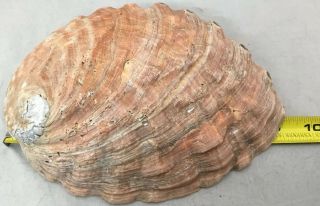 Natural 9 inch Red Abalone Shell Seashell seashells shells Large 1 Lbs 5 Oz 4