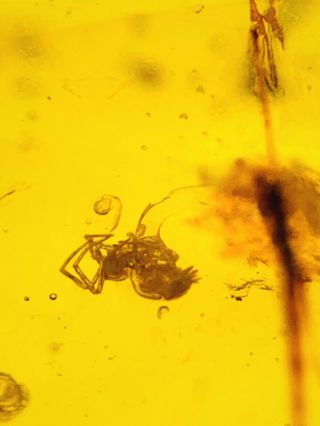 C613 - Special Spider In Fossil Burmite Insect Amber Cretaceous Dinosaur Period