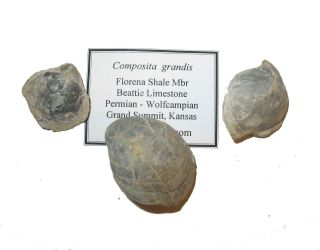 Permian Brachiopod Fossil 1 Per Bid - Composita Grandis Florena Shale