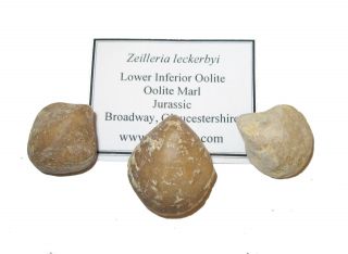Jurassic Brachiopod Fossil 1 Per Bid - Zeilleria Leckerbyi Inferior Oolite Uk