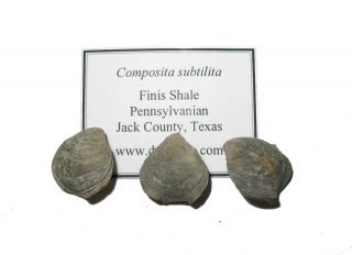 Pennsylvanian Brachiopod Fossil 1 Per Bid - Composita Subtilita Finis Shale