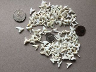 100,  Fossilized Small Modren Day Sharks Teeth Tooth Shark Dicor Jaw Fish Tank