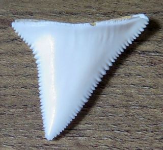 1.  453 " Upper Nature Modern Great White Shark Tooth (teeth)