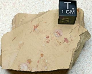 Heliomedusa Orienta Brachiopod Fossils – Chengjiang Biota – Lower Cambrian