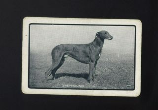 Vintage Australian? Swap/playing Card Handsome Greyhound Dog