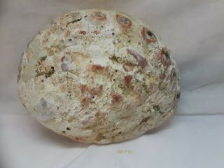 Large Abalone Sea Shell Opalescent 7 Inches Wide