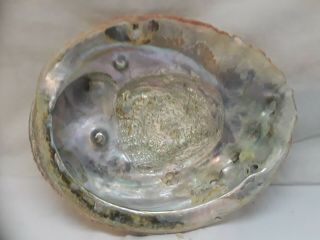 Large Abalone Sea Shell opalescent 7 inches wide 3