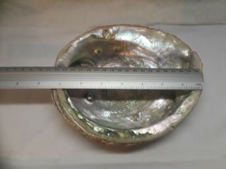 Large Abalone Sea Shell opalescent 7 inches wide 4