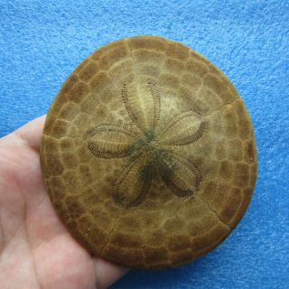 Clypeaster Species 101.  2mm Sea Urchin Sand Dollar