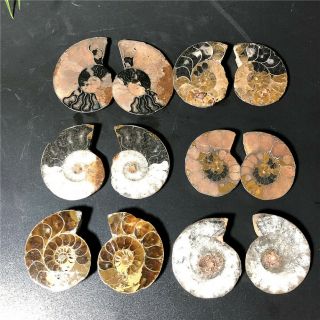 134g Natural Black Cretaceous Ammonite Fossil Sliced Mineral Specimen M1451