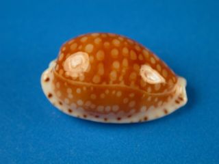 Cypraea Gaskoini,  Pattern,  20.  4mm,  Hawaii Shell