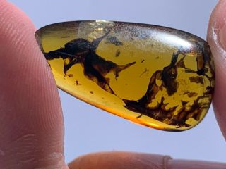 1.  53g Unknown Plant Burmite Myanmar Burmese Amber Insect Fossil Dinosaur Age