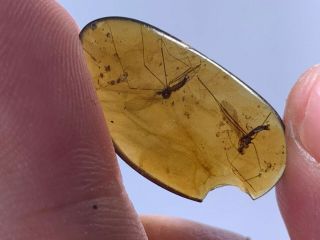 2 Big Diptera Mosquito Flies Burmite Myanmar Amber Insect Fossil Dinosaur Age