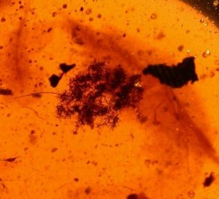 Large Cluster Of Plant Hairs In Burmite Amber Fossil Gemstone From Dinosaur Age